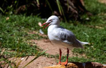 Silver Gull (Larus novaehollandiae)