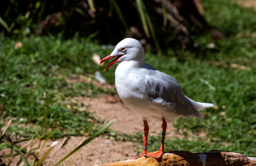 Obraz premium Silver Gull (Larus novaehollandiae)