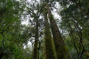 Fototapeta premium An ancient podocarp forest featuring kahikatea, rimu, totara, matai and miro