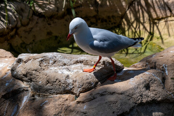 Silver Gull (Larus novaehollandiae)