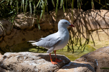 Silver Gull (Larus novaehollandiae)