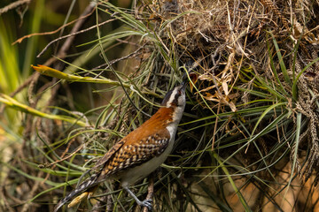 A mother bird feeding her chick in the nest..The rufous-backed wren (Campylorhynchus capistratus) is a songbird of the family Troglodytidae.