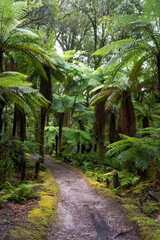 Pathway through ancient podocarp forest in the Whirinaki Conservation Park, New Zealand