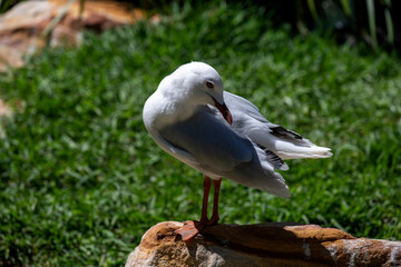 Silver Gull (Larus novaehollandiae)