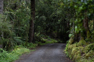 Pathway through ancient podocarp forest in the Whirinaki Conservation Park, New Zealand