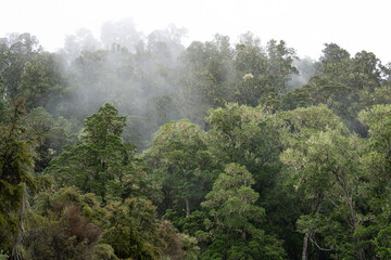 Obraz na płótnie Canvas Fog over an ancient podocarp forest in the North Island of New Zealand