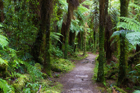 Pathway through ancient podocarp forest in the Whirinaki Conservation Park, New Zealand