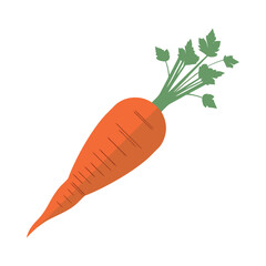 Fresh organic carrots a healthy vegetarian meal