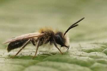 Closeup on a male Mellow minder solitary bee, Andrena mtitis sitting on a green leaf