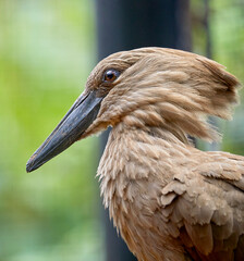 Close up of a Brown Hamerkop Water Bird of Africa
