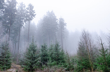 Fototapeta na wymiar Magical misty forest covered in fog. Winter nature creates a scary environment.