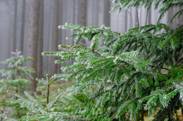 Frosty detail of a spruce pine branch in a forest. 