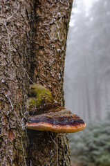Detail of Red-Belted conk. Funghi - mushroom on a bark of a tree in misty forest. - obrazy, fototapety, plakaty