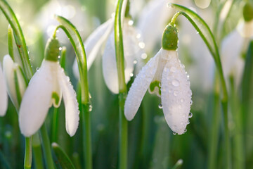 Spring Snowdrops on bokeh background in sunny garden .