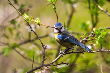 Beautiful little bird on a tree branch in the forest. Bird called the Eurasian blue tit. Photo taken with a shallow depth of field.