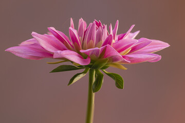 Pink Dahlia flower image