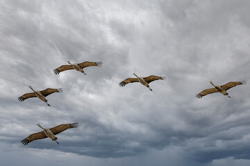 Sandhill Cranes (Antigone canadensis) in Flight