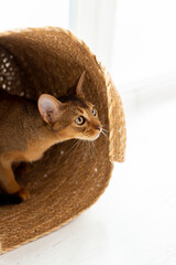 Studio shot of small cute abyssinian kitten sitting in the basket at home, white wall background. Young beautiful purebred short haired cat. Close up, copy space..