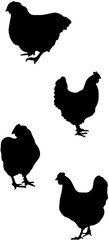 chicken silhouette set