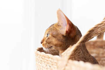 Purebred abyssinian young cat sitting in blanket portrait look away isolated on white. Obedient...