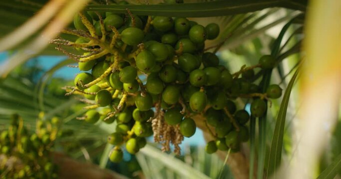 Betel nut on palm tree plantation. Garden with green Areca friuts close-up.