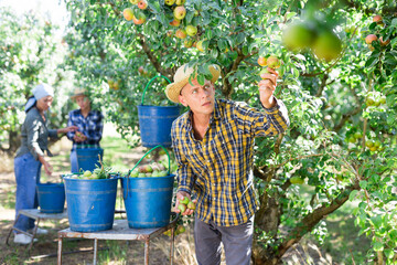Professional man farmer in straw hat harvesting ripe pears from tree in fruit garden in summer