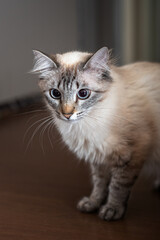 Obraz premium close up of cat