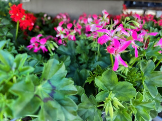 Colorful and Beautiful Hanging Geraniums for Sale in Spring