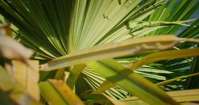 Close-up leaves of palm tree. Morning sunny tropical nature, summer background. Green leaf swaying in the wind in sunlight.