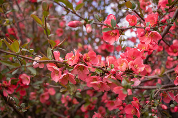 Tree or bush branches, spring red flowers, background. Beautiful day forest or garden, close-up of a blossoming. Japanese quince shrub or other.