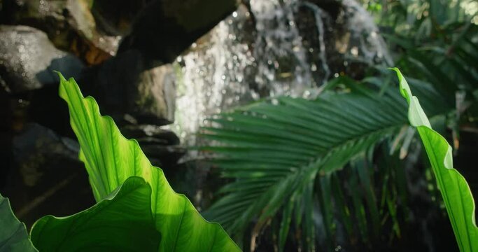 Refreshing flow of waterfall surrounded by green lush tropical branches in thickets of jungle. Close-up leaf against blurred water stream.