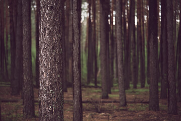 Obraz premium Dark pine forest
