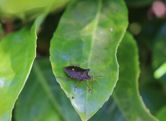 Forestbug on shrub