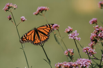 monarch butterfly in spring garden 