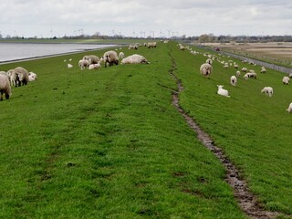 Obraz premium Schafe auf dem Deich an der Nordsee