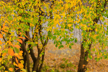 Abstract autumn seasonal background for weather forecast with selective focus and copy space