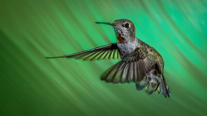 Sedona Hummingbird on Green