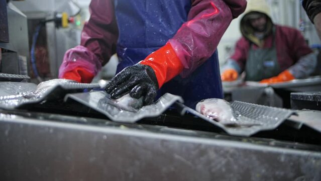 Slow motion Worker at a fish factory putting red fish on a conveyor belt