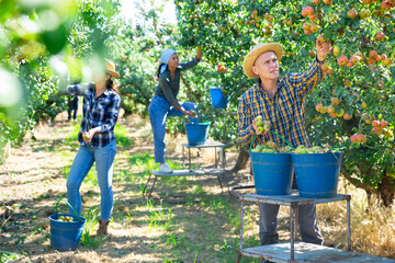 Three workers picking green and pink pears in garden