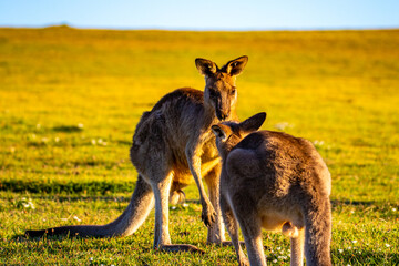 Mighty eastern grey kangaroos demonstrate their strength and fight by striking each other with their limbs during sunset. Look At Me Now Headland Walk, Coffs Harbour, NSW, Australia