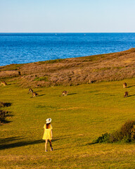 Beautiful girl in yellow dress and hat walks and admires a group of eastern grey kangaroos feeding on meadow and Pacific Ocean at sunset. Look At Me Now Headland Walk, Coffs Harbour, NSW, Australia