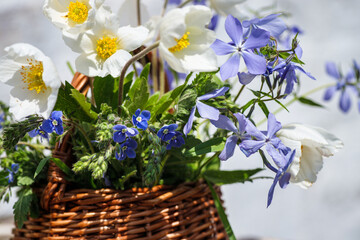 Bouquet from meadow flowers windflower, Phlox divaricata, threadstalk speedwell in basket.