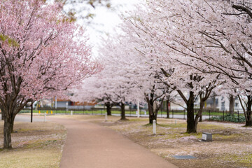 富山県富山市の富岩運河環水公園で桜の季節に散歩する風景 Scenery of a walk in Fugan Unga(Canal) Kannsui Park in Toyama City, Toyama Prefecture, during the cherry blossom season.