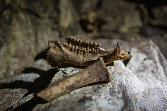 Mand&iacute;bula de jabal&iacute;
