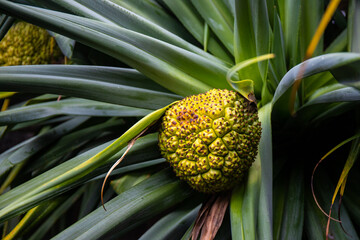 close up on fruit of common beautiful pandanus tree (screwpine) spotted on Ten Mile Beach in NSW,...