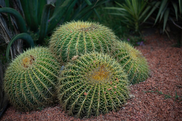 Naklejka na ściany i meble Beautiful prickly green cactus in hot summer weather in nature