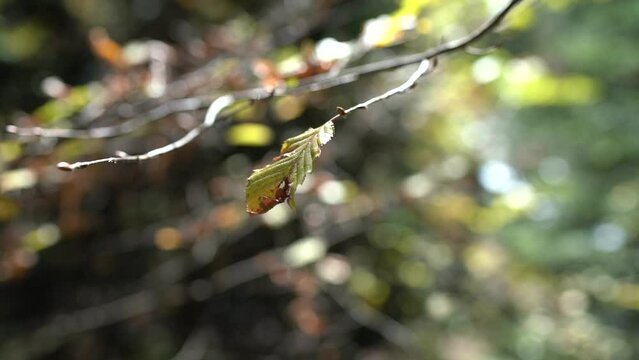 Close-up autumn leaf. Sevenlakes national park (Yedigoller milli parki)