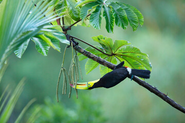 Keel-billed Toucan
