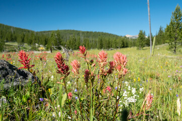 Paintbrush Blooms With Other Wild Flowers In Open Meadow In Yellowstone
