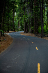 Paved S Curve Through Thick Pine Forest